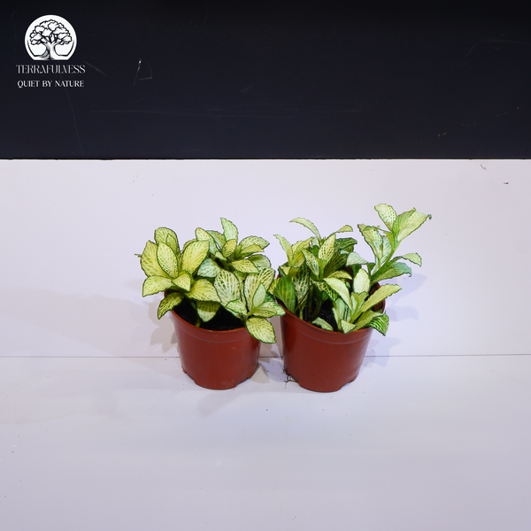 Fittonia là cây gì? Vì sao được yêu thích trong terrarium