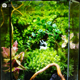 Terrarium Rừng Thiên | Bể Đa Giác Để Bàn Làm Việc