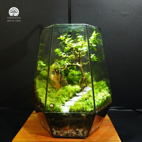 Terrarium Mộc Đá | Bể Đa Giác Trang Trí Góc Bàn Làm Việc