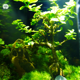 Terrafulness