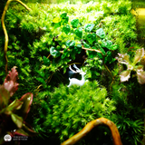 Terrafulness