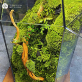 Terrarium Vách Núi Rêu Xanh – Bể Đa Giác – Size Trung – Trang Trí Không Gian