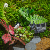 Terrarium Little House | Bể Hộp Chữ Nhật - Decor Bàn Làm Việc Tinh Tế