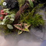 Terrarium