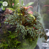 Terrarium