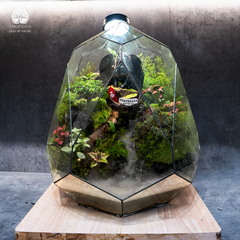 Terrarium Hắc Long - Bán Cạn - Trang Trí Không Gian