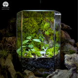 Terrarium Thanh Lâm -  Bể Đa Giác - Khu Vườn Rêu Xanh
