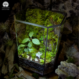 Terrarium Thanh Lâm -  Bể Đa Giác - Khu Vườn Rêu Xanh