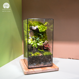 Terrarium The Door - Bình Hộp Chữ Nhật Đứng - Quà Tặng Độc Đáo