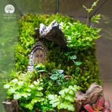 Terrarium The Door - Bình Hộp Chữ Nhật Đứng - Quà Tặng Độc Đáo