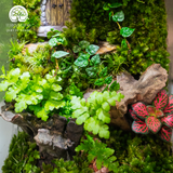 Terrarium The Door - Bình Hộp Chữ Nhật Đứng - Quà Tặng Độc Đáo
