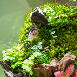 Terrarium The Door - Bình Hộp Chữ Nhật Đứng - Quà Tặng Độc Đáo