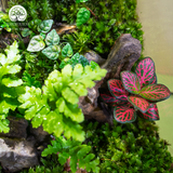 Terrarium The Door - Bình Hộp Chữ Nhật Đứng - Quà Tặng Độc Đáo