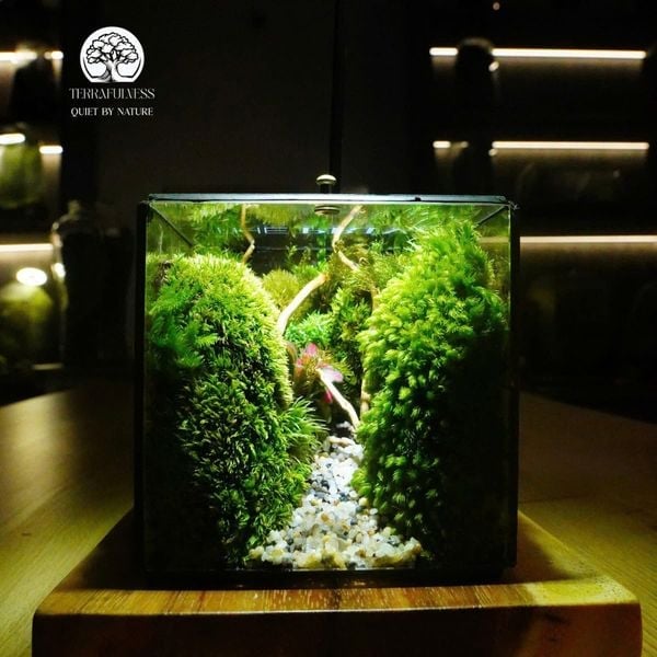 Giá Thành Linh Hoạt Theo Ngân Sách – Terrarium