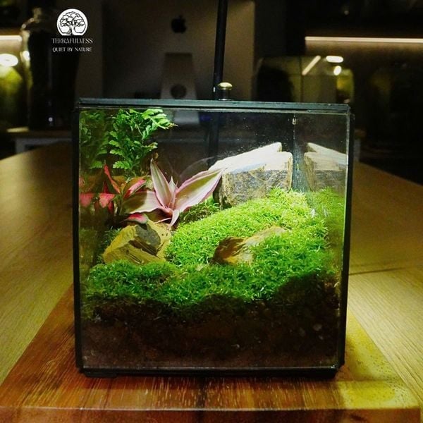 Chú Trọng Chi Tiết Đính Kèm – Terrarium