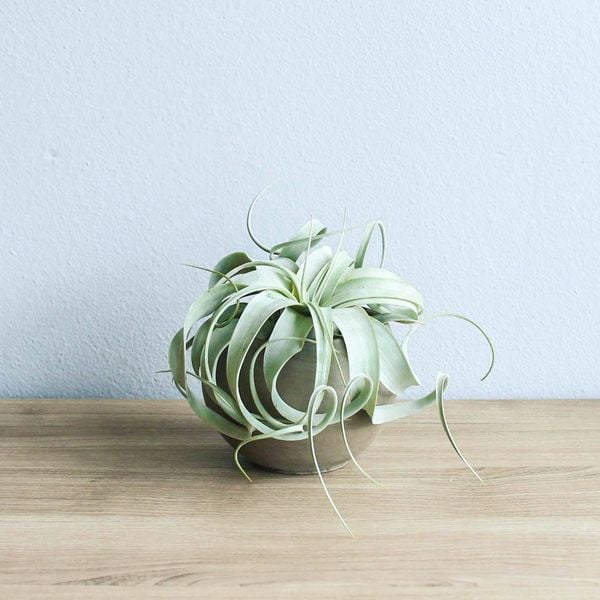 Tillandsia Xerographica – Tillandsia