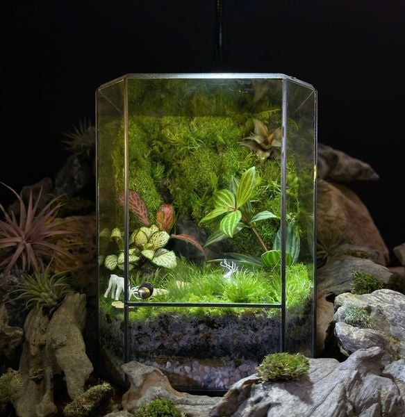 Kích Thước Linh Hoạt - Tối Ưu Ngân Sách – Terrarium