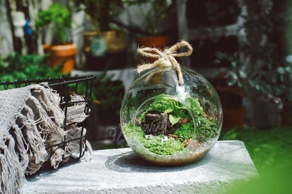 Terrarium Dạng Treo