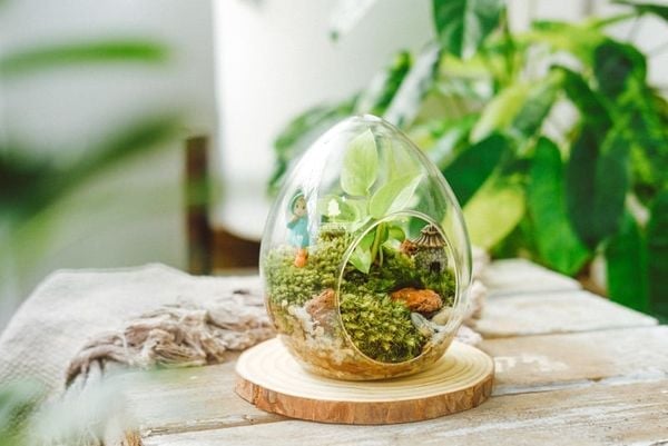 Dễ Dàng Cá Nhân Hóa Phong Cách – Terrarium Dạng Treo