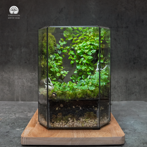 Terrarium Verdant Rise - Bể Hộp Chữ Vuông - Decor Góc Không Gian Sống