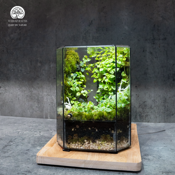 Terrarium