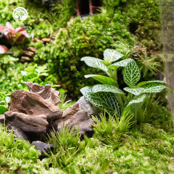 Terrarium