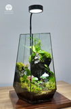 Terrarium Thượng Sơn Cảnh - Góc Xanh Để Bàn Làm Việc