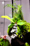 Terrarium Thượng Sơn Cảnh - Góc Xanh Để Bàn Làm Việc
