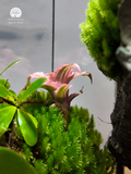 Terrarium Thượng Sơn Cảnh - Góc Xanh Để Bàn Làm Việc