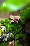 Terrarium Thượng Sơn Cảnh - Góc Xanh Để Bàn Làm Việc