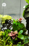 Terrarium Thượng Sơn Cảnh - Góc Xanh Để Bàn Làm Việc