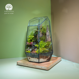 Terrarium Hành Trình - Bể Đa Giác - Quà Tặng Độc Đáo