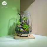 Terrarium Hành Trình - Bể Đa Giác - Quà Tặng Độc Đáo