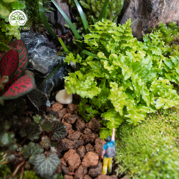 Terrarium