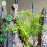 Terrarium Hành Trình - Bể Đa Giác - Quà Tặng Độc Đáo
