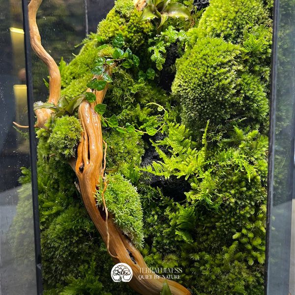 Vì Sao Lũa Trong Terrarium Bị Mốc