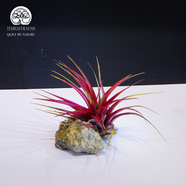 Mệnh Thủy – Dịu dàng và linh hoạt – Cây Cảnh Phong Thủy Cho Terrarium Theo Các Mệnh Hút Tài Lộc,…