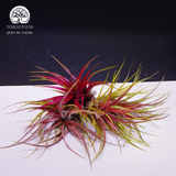 Cây Tillandsia Lonantha - Cây Không Khí Đỏ Lớn