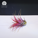 Cây Tillandsia Lonantha - Cây Không Khí Đỏ Lớn