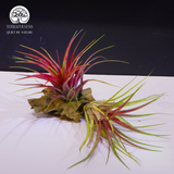Cây Tillandsia Lonantha - Cây Không Khí Đỏ Lớn