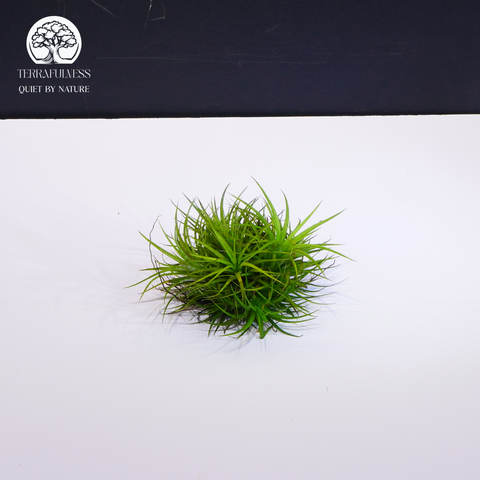 Cây Tillandsia Ionantha Green - Không Khí Xanh Size Trung
