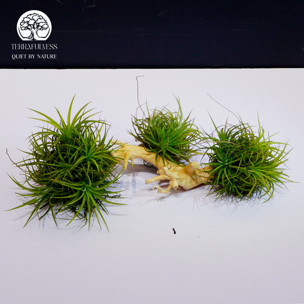 Tinh thần “Zen” và tối giản – Tillandsia