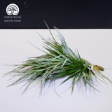 Cây Tillandsia Stricta Green - Không Khí Xanh Size To
