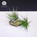 Cây Tillandsia Stricta Green - Không Khí Xanh Size To