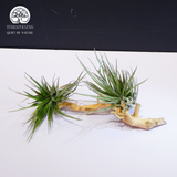 Cây Tillandsia Stricta Green - Không Khí Xanh Size To