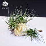 Cây Tillandsia Stricta Green - Không Khí Xanh Size To