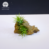 Cây Tillandsia Brachycaulos Nhỏ - Không Khí Xanh Nhỏ