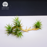 Cây Tillandsia Brachycaulos Nhỏ - Không Khí Xanh Nhỏ