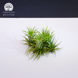 Cây Tillandsia Brachycaulos Nhỏ - Không Khí Xanh Nhỏ