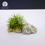 Cây Tillandsia Brachycaulos Nhỏ - Không Khí Xanh Nhỏ